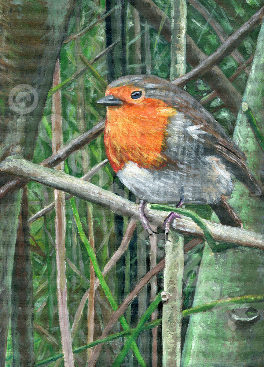 Robin on Leeds Canal - Glenn Herbert