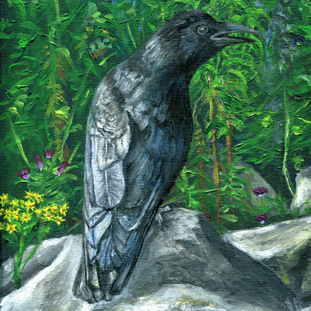 Crow at Roundhay Park Leeds - Glenn Herbert 2025